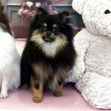 ポメラニアン【和歌山県・女の子・2025年3月4日・ブラックタン】の写真「可愛いお顔の美人さん」