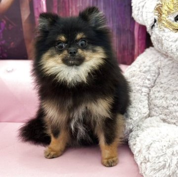 ポメラニアン【和歌山県・女の子・2025年3月4日・ブラックタン】の写真「可愛いお顔の美人さん」