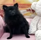 ポメラニアン