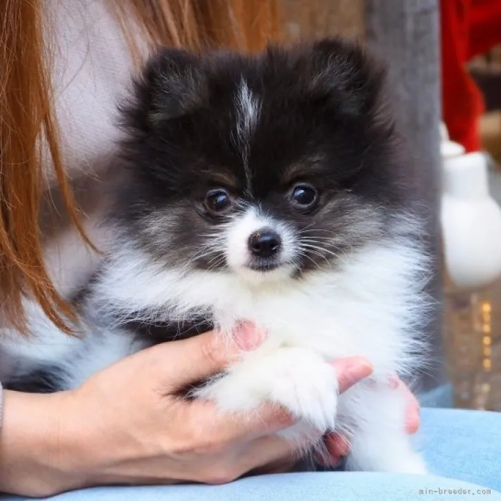 ID：2310-00121の子犬