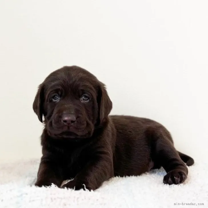 ｂｒｕｎｏ 様のお迎えした子犬