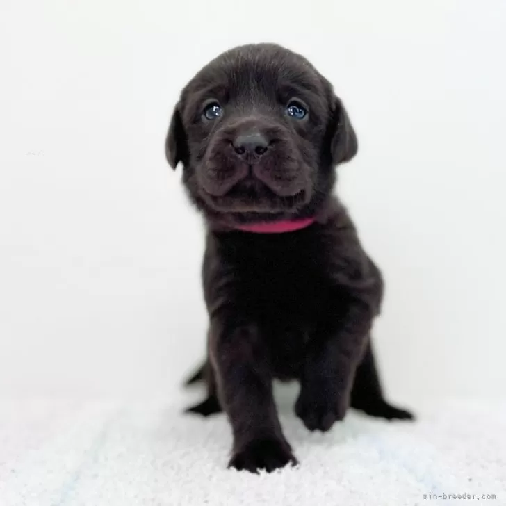 ID：2405-05296の子犬