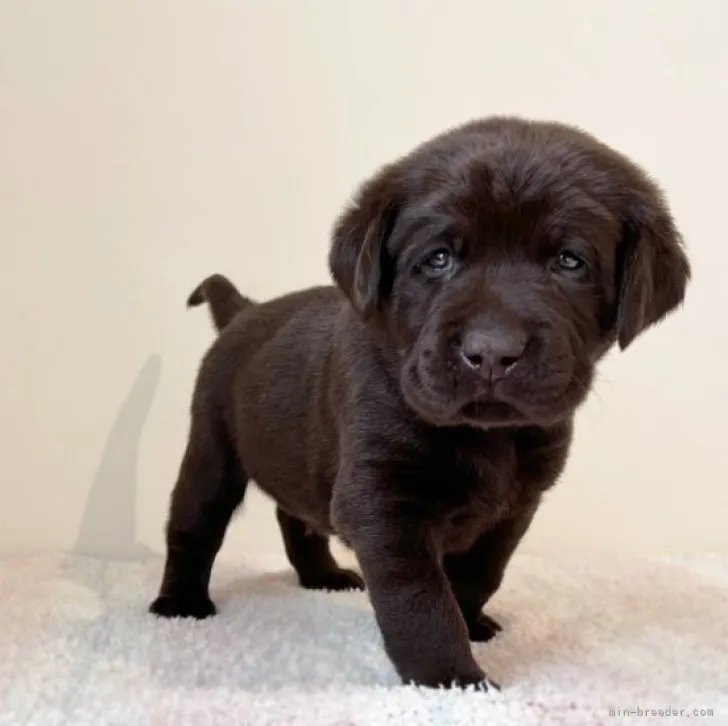 ID：2304-02633の子犬