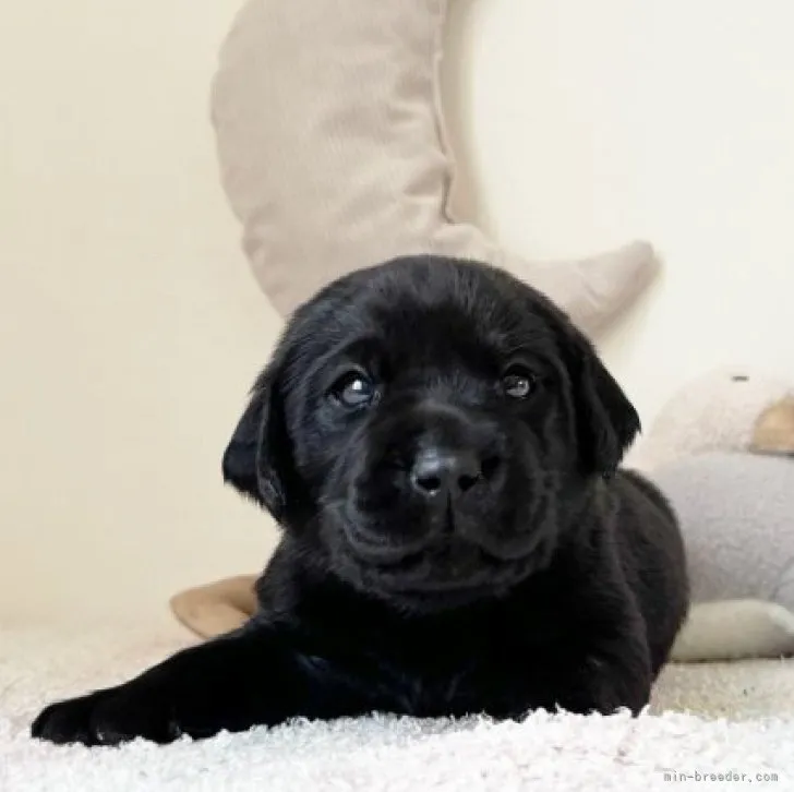 テオ 様のお迎えした子犬