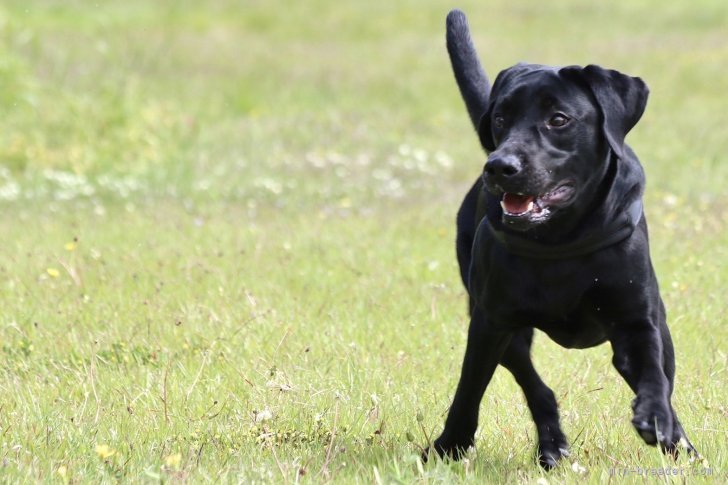 ラブラドールレトリバー【・男の子・2021年12月24日・ブラック】