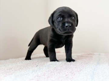 ラブラドールレトリバー【大阪府・女の子・2022年3月12日・ブラック】の写真「クリクリお目々の可愛い女の子♡」