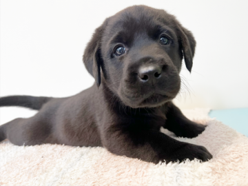 ラブラドールレトリバー【大阪府・女の子・2021年12月24日・ブラック】の写真「可愛いお顔の女の子♡PRA､DM発症しません。」