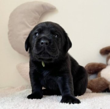 ラブラドールレトリバー【大阪府・男の子・2023年10月5日・ブラック】の写真「可愛いお顔でしっかりとした骨格の男の子♡」