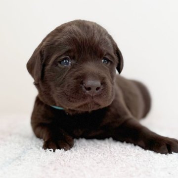 ラブラドールレトリバー【大阪府・女の子・2024年3月18日・チョコレート】の写真「マイペースでねぼすけな可愛い女の子♡」