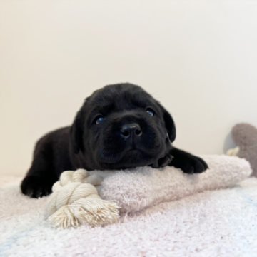 ラブラドールレトリバー【大阪府・女の子・2022年12月27日・ブラック】の写真「愛嬌たっぷり♡ムチムチに成長中の可愛い女の子♡」