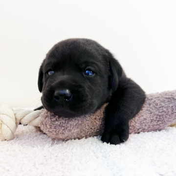 ラブラドールレトリバー【大阪府・男の子・2022年12月27日・ブラック】の写真「マイペースなのんびり屋さんの男の子♡」