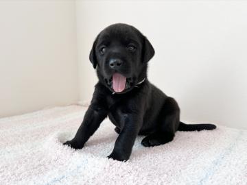 ラブラドールレトリバー【大阪府・女の子・2022年3月12日・ブラック】の写真「ムチムチでコロンコロンの可愛い女の子♡」