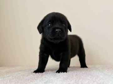 ラブラドールレトリバー【大阪府・女の子・2022年3月21日・ブラック】の写真「可愛いお顔の人懐っこい女の子♡」