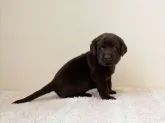 ラブラドールレトリバー【大阪府・男の子・2023年3月15日・チョコレート】の写真3