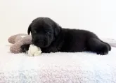 ラブラドールレトリバー【大阪府・男の子・2022年12月27日・ブラック】の写真3
