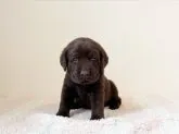 ラブラドールレトリバー【大阪府・男の子・2023年3月15日・チョコレート】の写真4