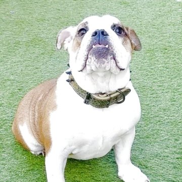 ブルドッグ【埼玉県・女の子・2025年1月14日・レッド&ホワイト】の写真「元気いっぱい可愛らしい女の子です。」