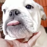 ブルドッグ