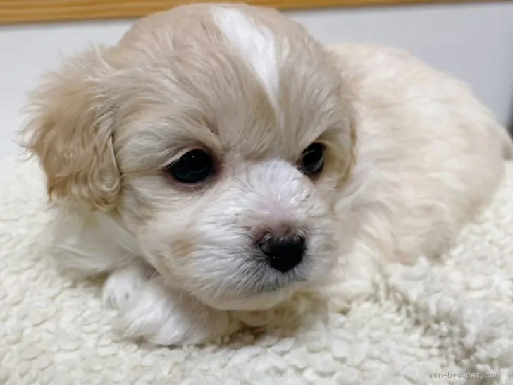 ID:2203-02664の子犬
