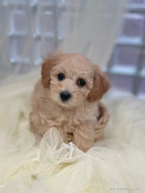 ID：2203-00380の子犬