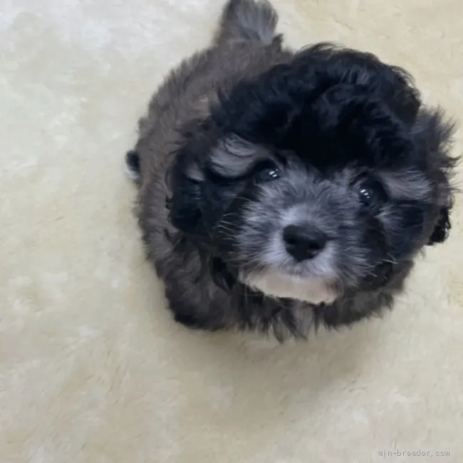 ID:2109-00315の子犬