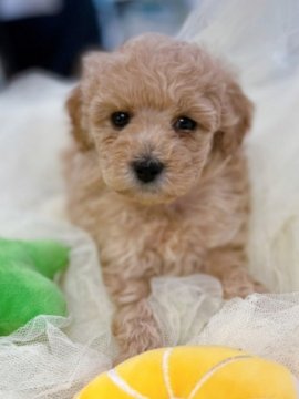 トイプードル(タイニー)【東京都・女の子・2022年1月22日・アプリコット】の写真「甘えん坊でおとなしい女の子です。」