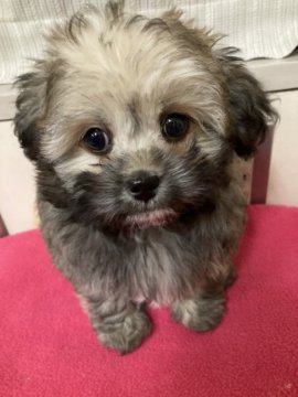 (チベタン・スパニエル×ペキニーズ)×プードル【東京都・男の子・2021年11月17日・薄茶(顔の黒毛が抜けてきれいなクリームに変わります】の写真「母犬は希少犬種チベタン・スパニエルのMIXです」