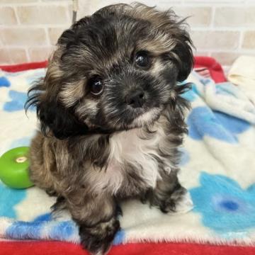 ミックス(トイプードル×チベタンMIX)【東京都・女の子・2022年9月12日・薄茶】の写真「小ぶりでかわいこちゃん」