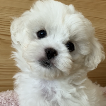 父ホワイトプードル母希少犬チベタンスパニエルMIX【東京都・男の子・2022年9月12日・ホワイト】の写真「真っ白ふわふわで綿菓子のような可愛さ！」