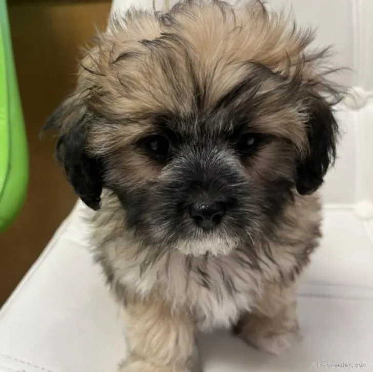 ID：2211-02740の子犬