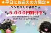トイプードル(トイ)【東京都・女の子・2025年5月20日・ブラック】の写真12「平日にワンちゃんをお迎えの方に限り、生体価格を5,000円お値引きいたします😊」
