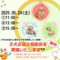 ミニチュアダックスフンド(スムース)【東京都・男の子・2025年3月7日・イエロー】の写真2「5月24日(土)子犬お迎え相談会を開催♬皆様とワンちゃんとの素敵な出会いをサポートします🐶✨」