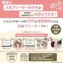 マルプー(マルチーズ×トイプードル)【東京都・男の子・2025年6月24日・アプリコット】の写真2「愛知＆広島エリア🐶先着100名様限定！どうぶつサポート料3万円が実質無料!!」