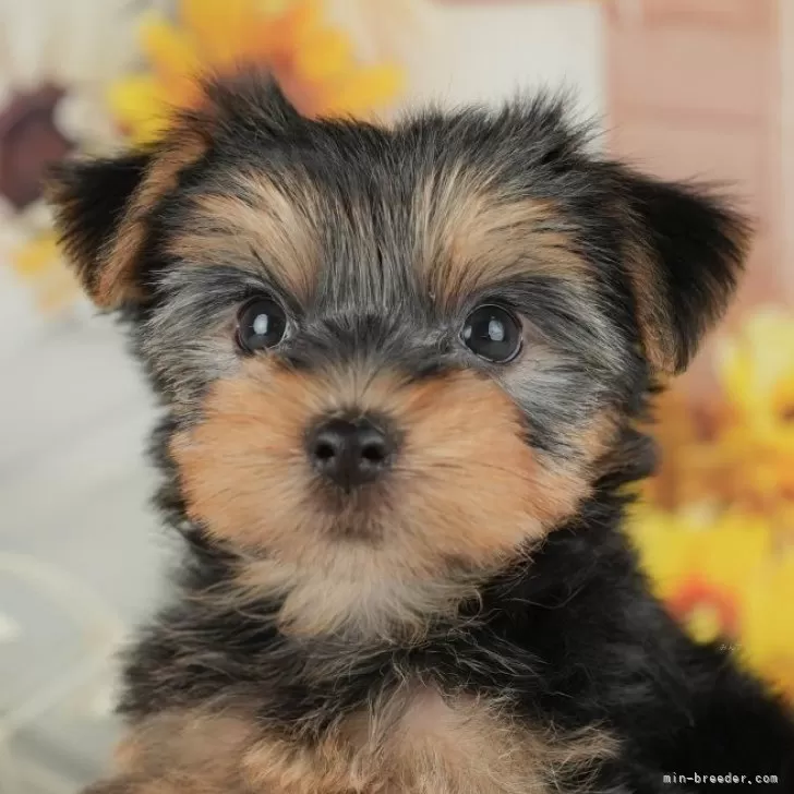 ID：2510-04030の子犬