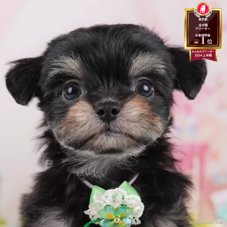 ID:2508-01677の子犬