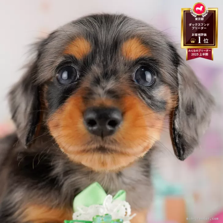 ミニチュアダックスフンド(ロング)【東京都・男の子・2025年5月7日・シルバーダップル】の写真1「✨️ワクチン、健康診断、マイクロチップ代含む総額表示✨️」