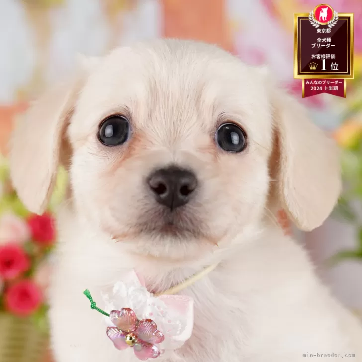 なぴ 様のお迎えした子犬