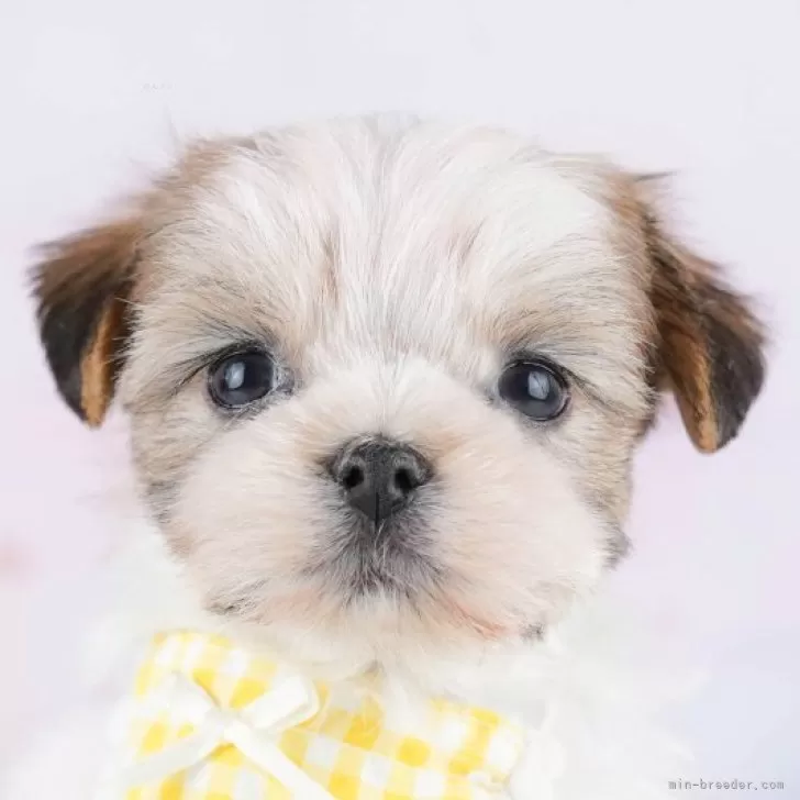 マルズー(マルチーズ×シーズー)【東京都・女の子・2025年12月9日・ゴールド&amp;ホワイト】の写真1「✨️1回目のワクチン接種、健康診断、マイクロチップ代を含む金額です✨️」