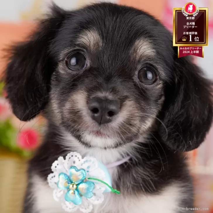A.K 様のお迎えした子犬