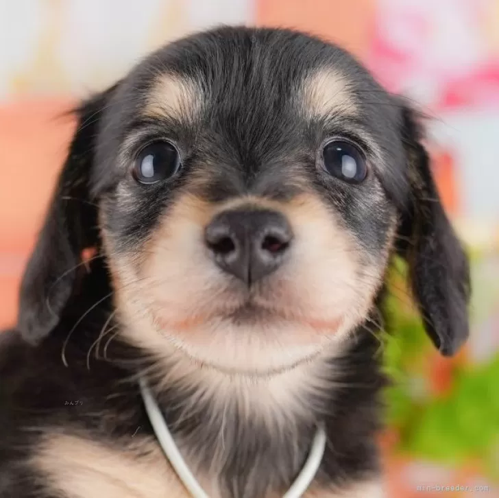 ID：2505-01867の子犬