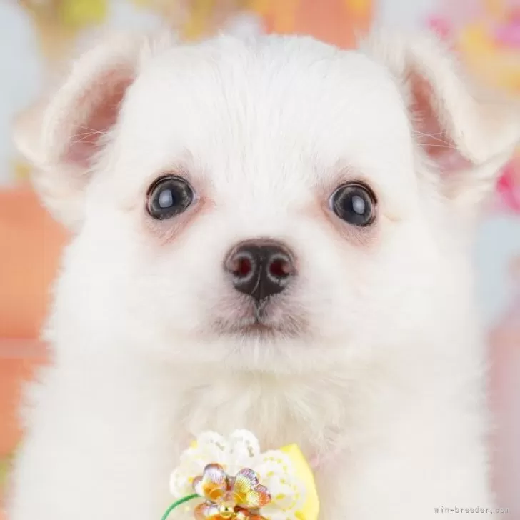ID：2505-06947の子犬