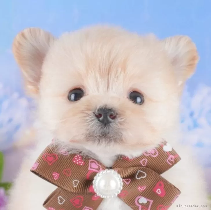 ID：2502-06839の子犬