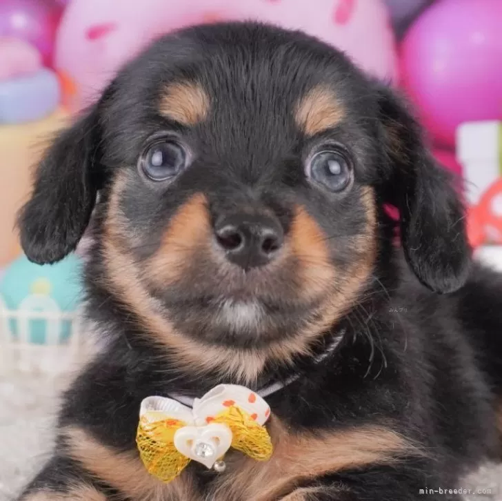 ID：2510-04007の子犬