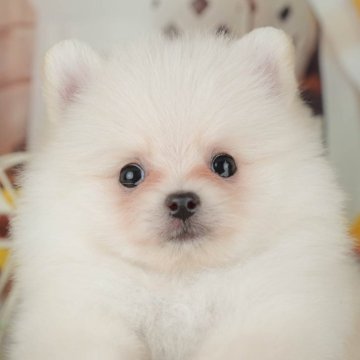 ポメラニアン【東京都・男の子・2025年8月27日・オレンジ】の写真「アピール上手なイケメンくん🌟」