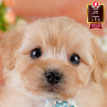 マルプー(マルチーズ×トイプードル)【東京都・女の子・2025年6月24日・アプリコット】の写真「2025年8/10～11子犬お迎え相談会を開催🌻」