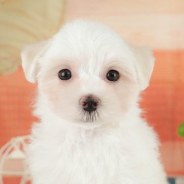 マルチーズ【東京都・女の子・2025年7月17日・ホワイト】の写真「【総額表示】みんなと社会化トレーニング中🐶🐾」