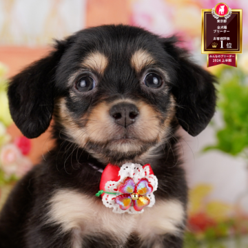 チワックス(チワワ×ダックスフンド)【東京都・女の子・2025年5月5日・ブラック&イエロー】の写真「🎃秋口にワンちゃんをお迎えするメリットは複数🎃」