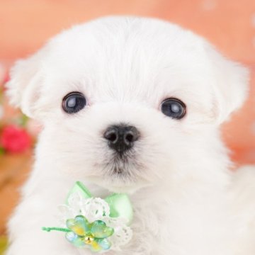 マルチーズ【東京都・女の子・2025年4月3日・ホワイト】の写真「📅6/21(土)限定！子犬お迎え相談会を開催🌈」