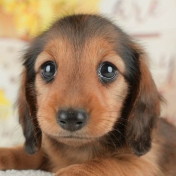 ミニチュアダックスフンド(ロング)【東京都・女の子・2025年4月24日・レッド】の写真「【総額表示】長女ちゃん🥰甘えん坊さんです！」