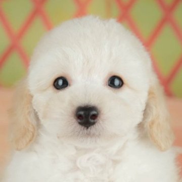 トイプードル(トイ)【東京都・男の子・2025年4月9日・クリーム】の写真「【総額表示】モコモコの天使くん💘」